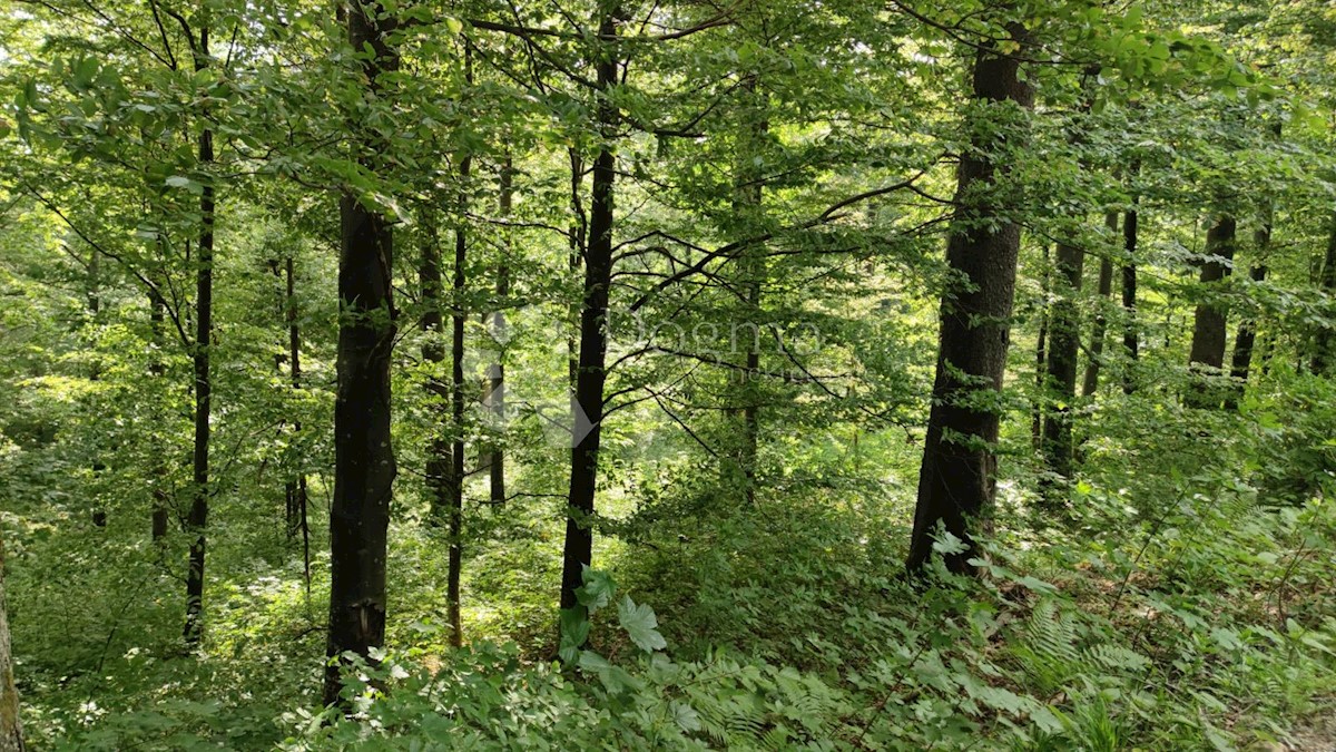 FUŽINE