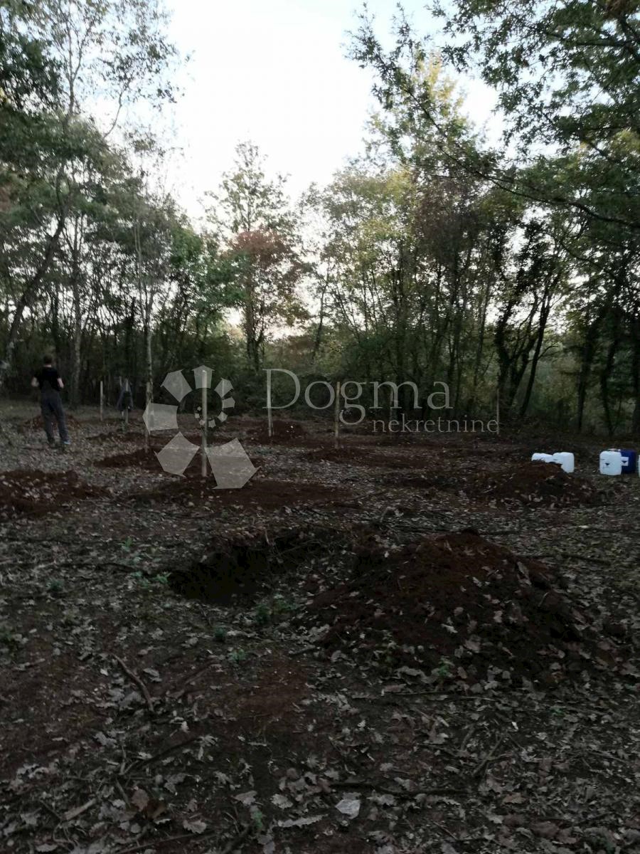 BOKORDIĆI