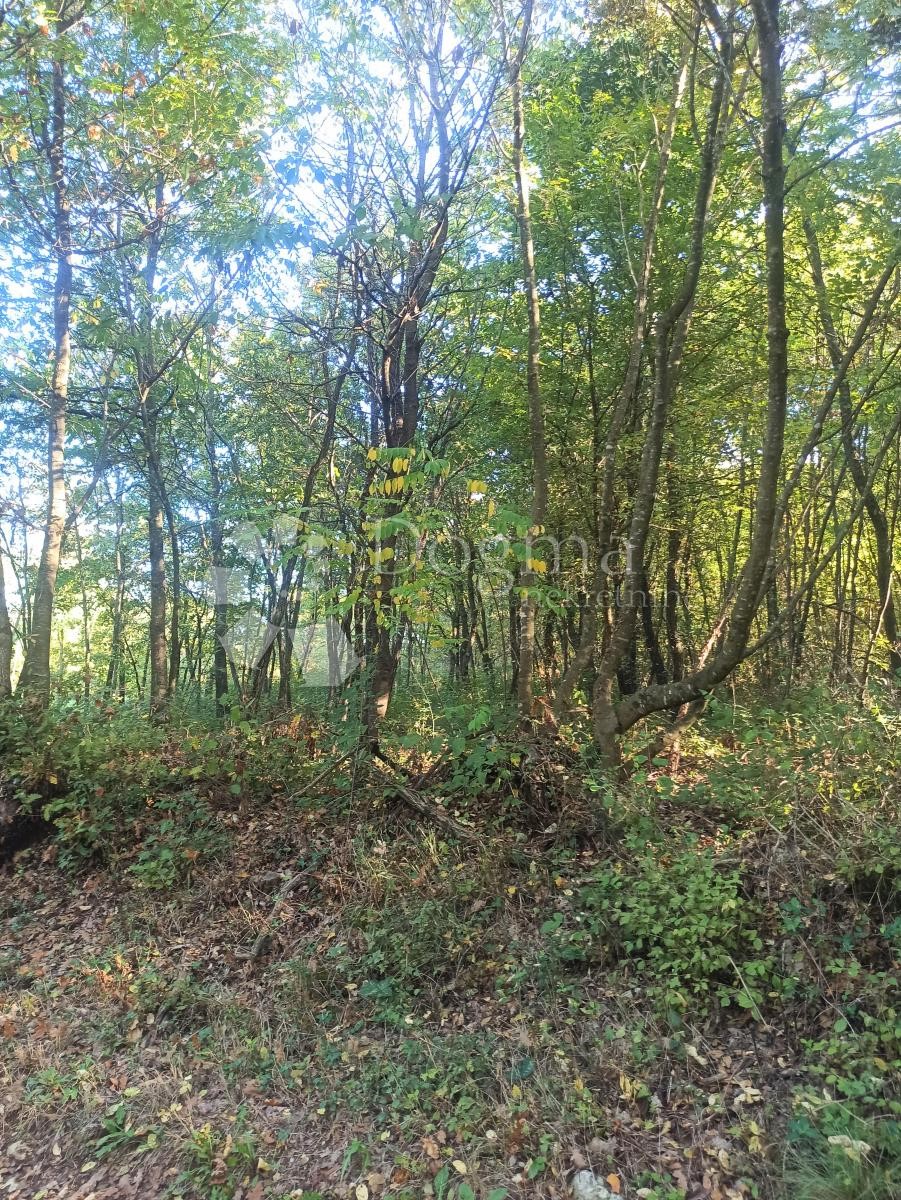 ŽMINJ
