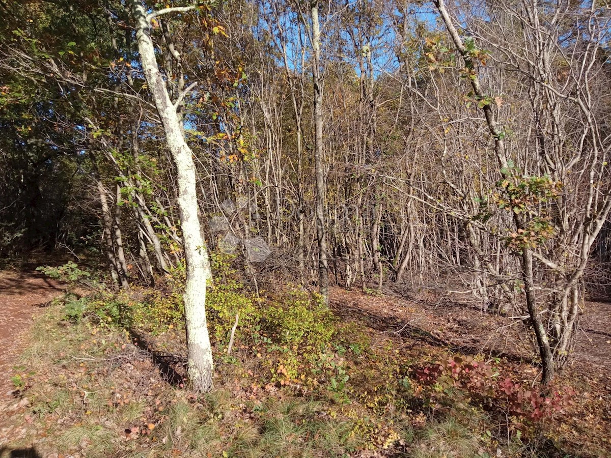 KRNICA