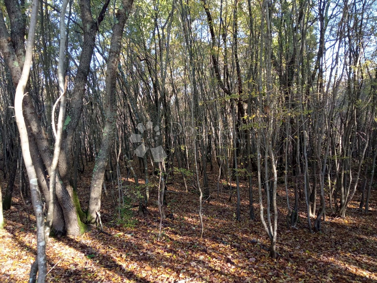 KRNICA