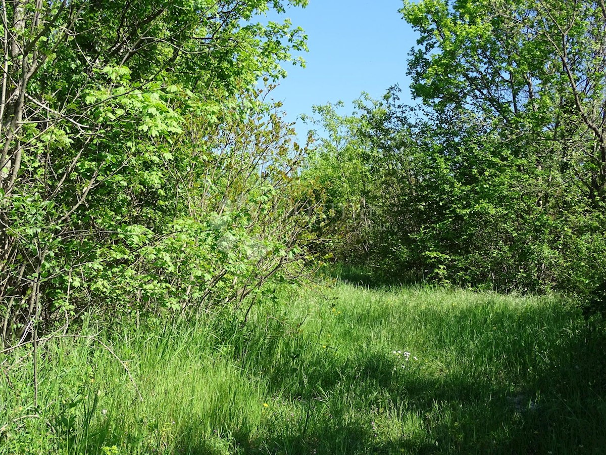 ROČKO POLJE