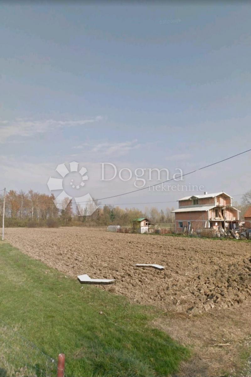 DRENJE ŠĆITARJEVSKO