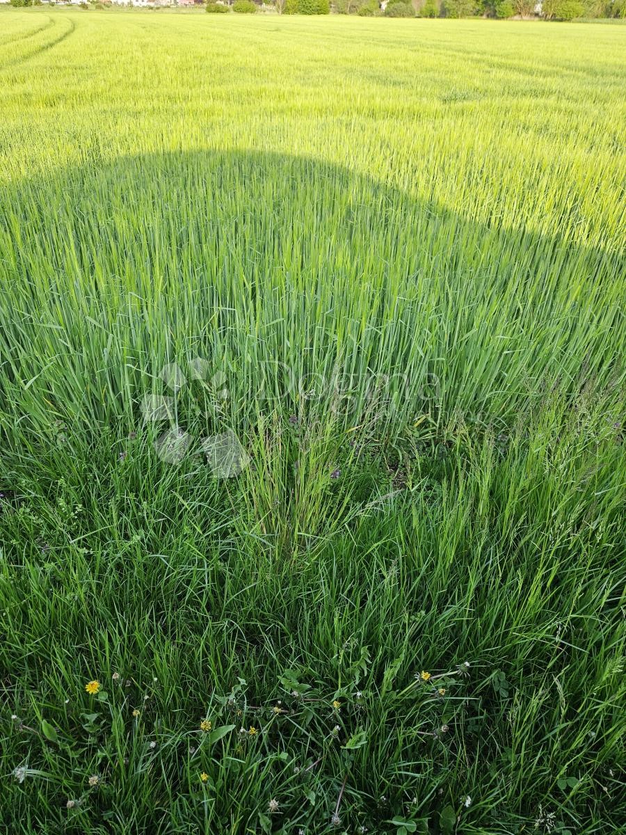 VARAŽDIN
