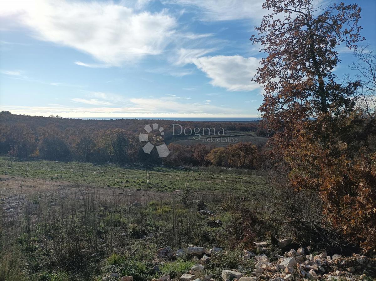 GOLAŠ