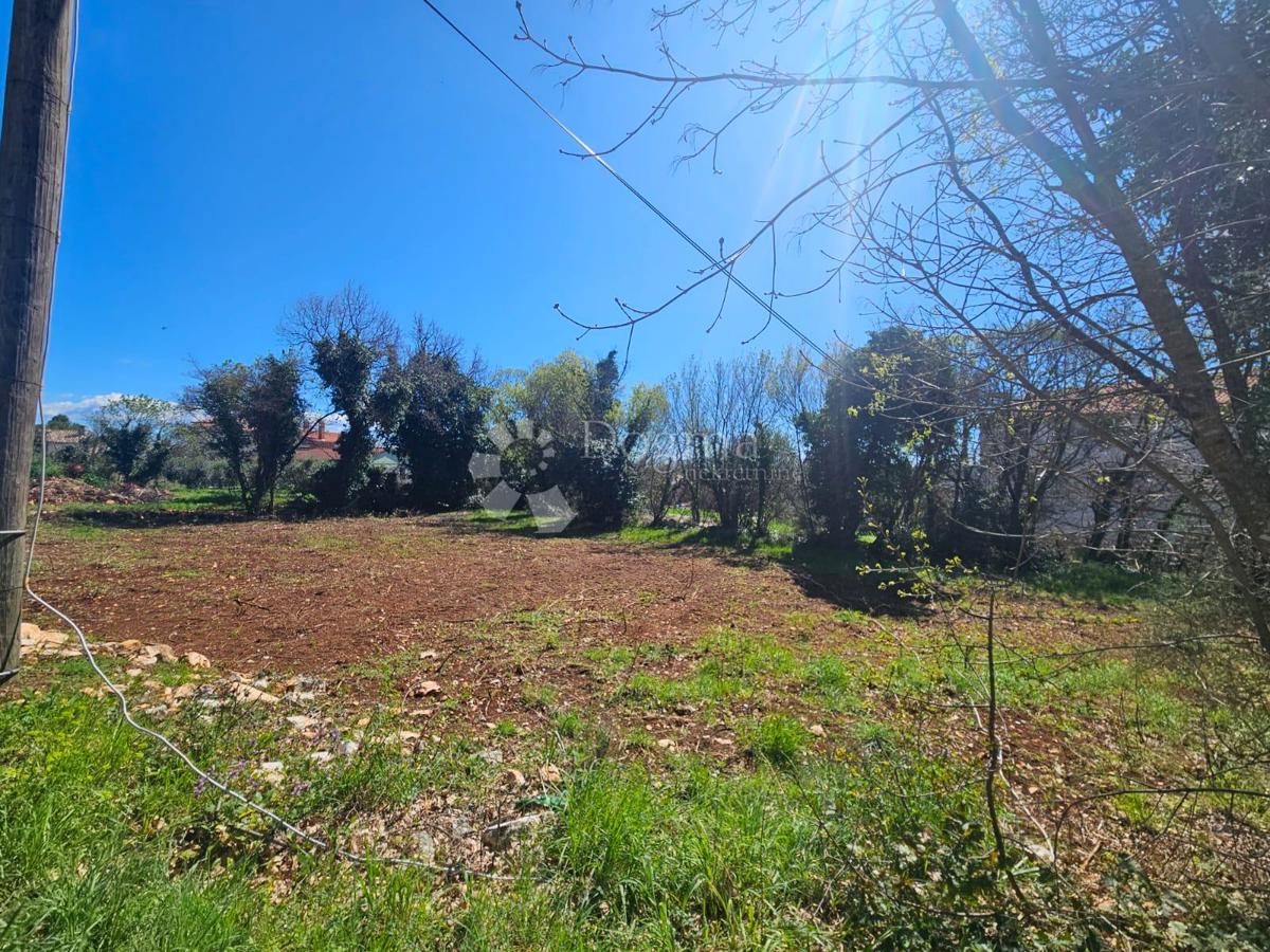 PAVIĆINI