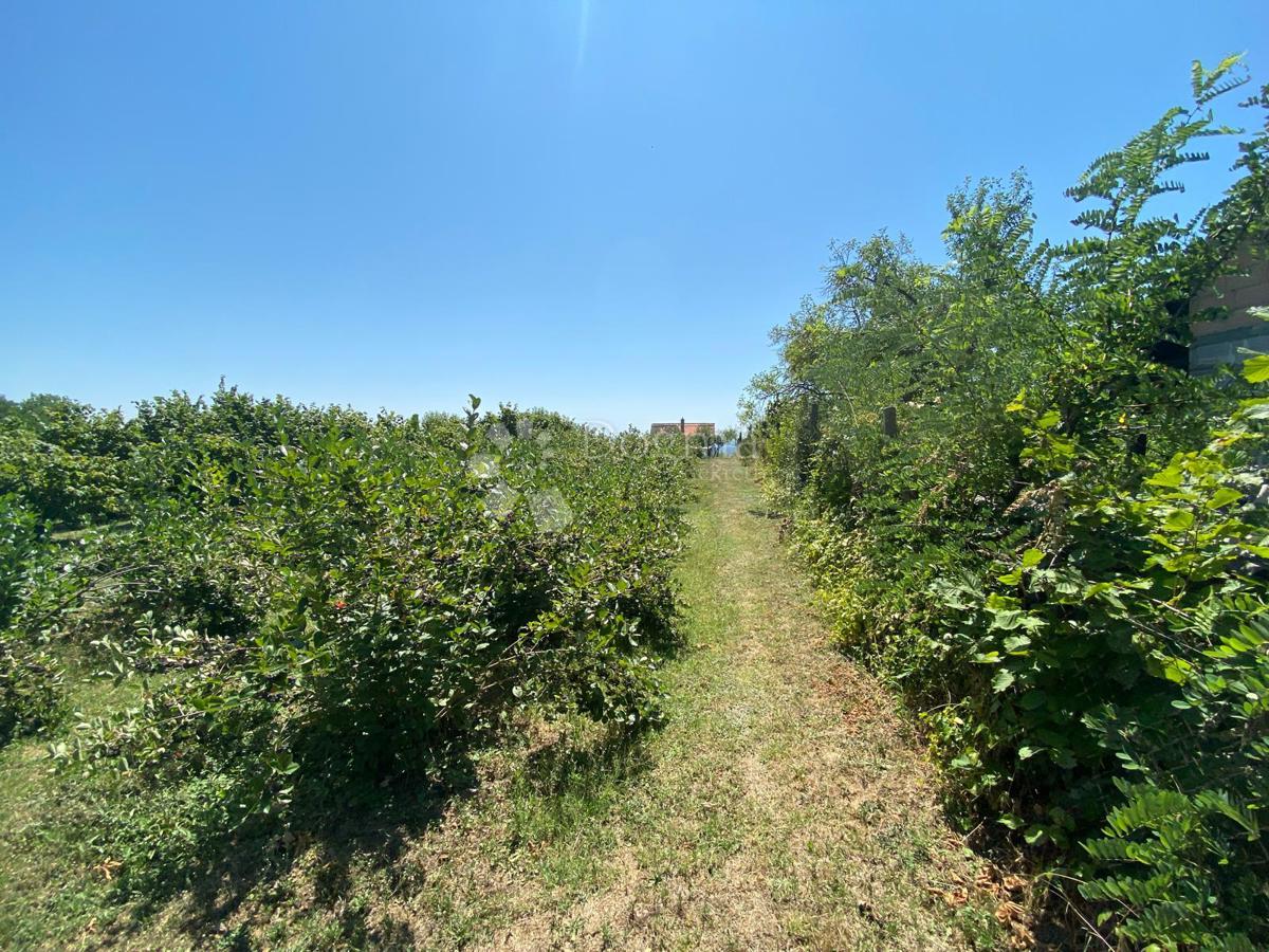 PODVINJE