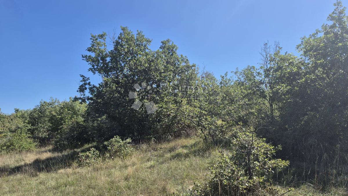 ČABRUNIĆI