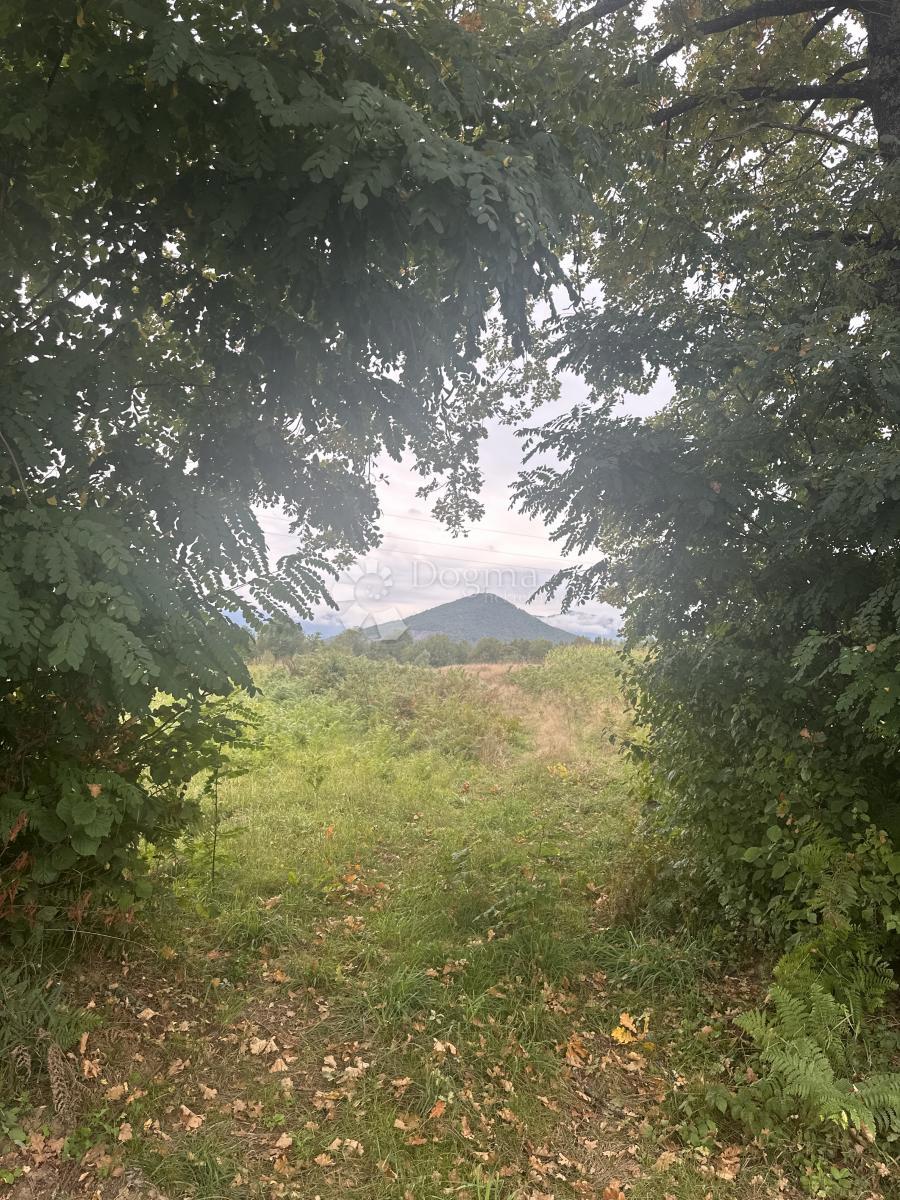 ŽABICA