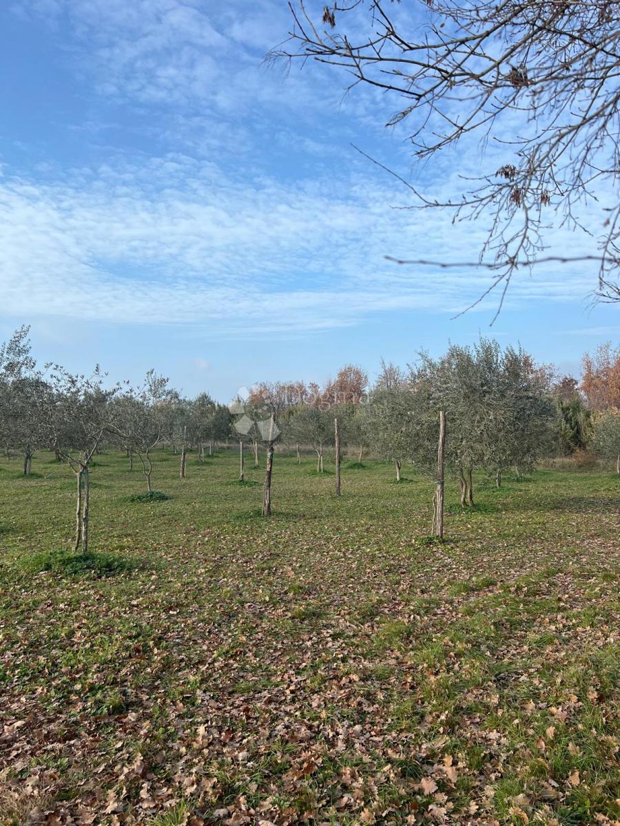 JURŠIĆI