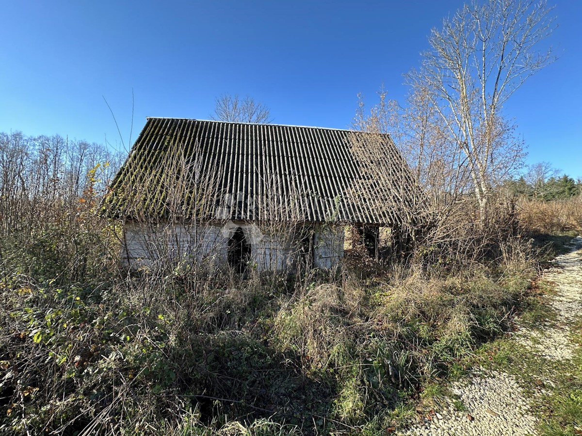 VELIKI ŽITNIK