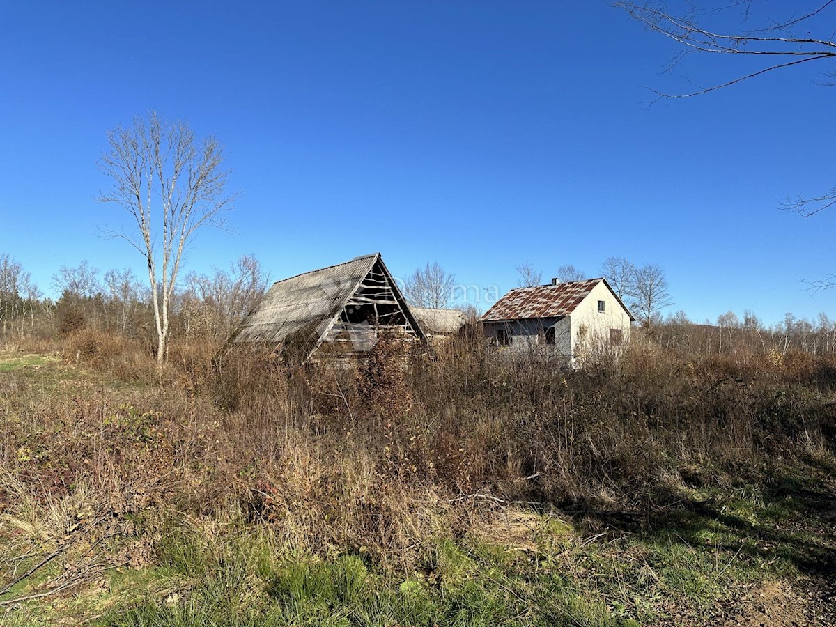 VELIKI ŽITNIK