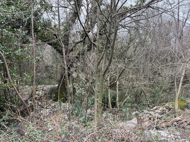 GRIŽANE