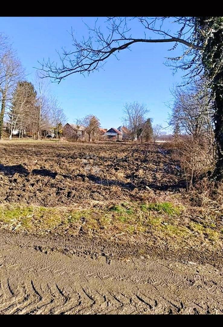 ČIČKOVINA