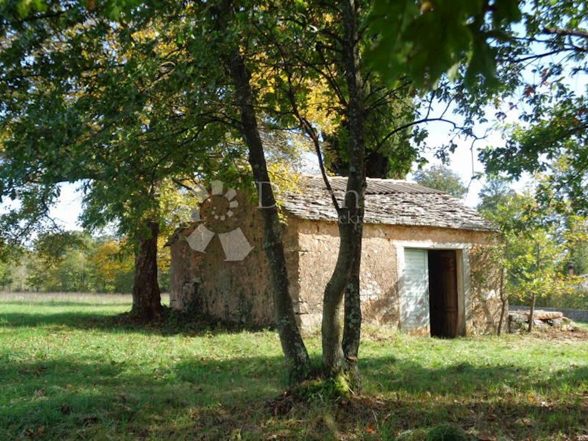 JURIĆI