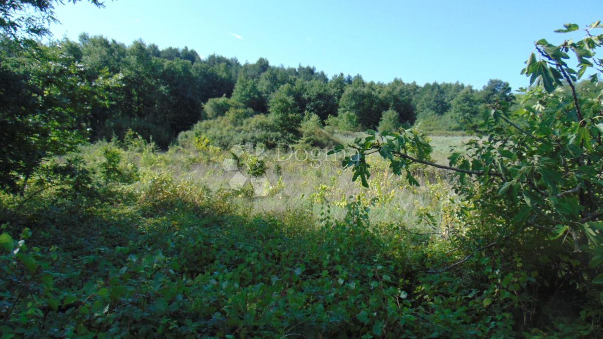 ROČ