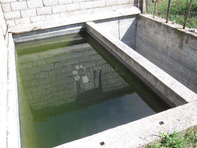 DRAČEVICA