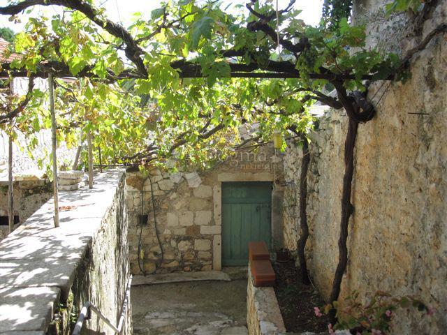 DRAČEVICA