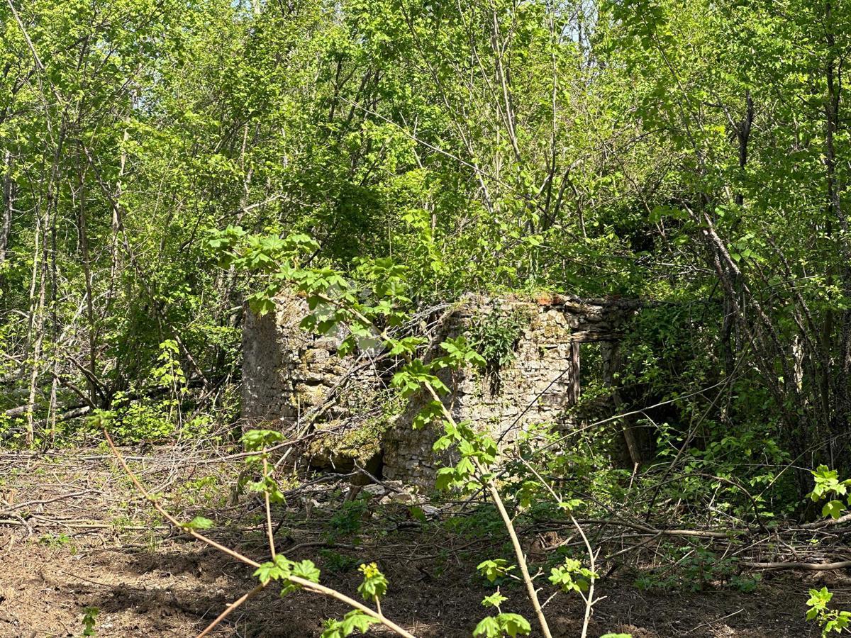 DIVOSELO