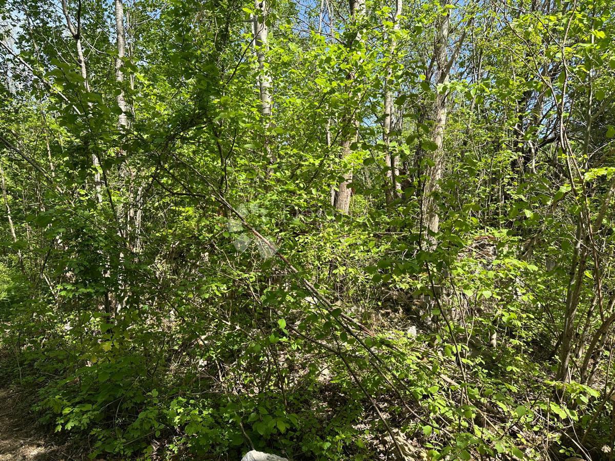 DIVOSELO