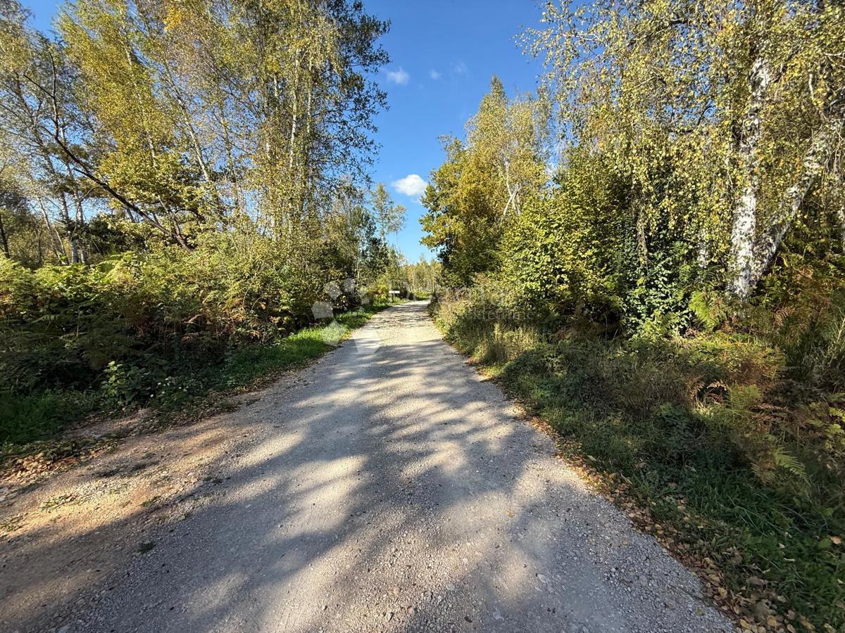 VELIKI ŽITNIK