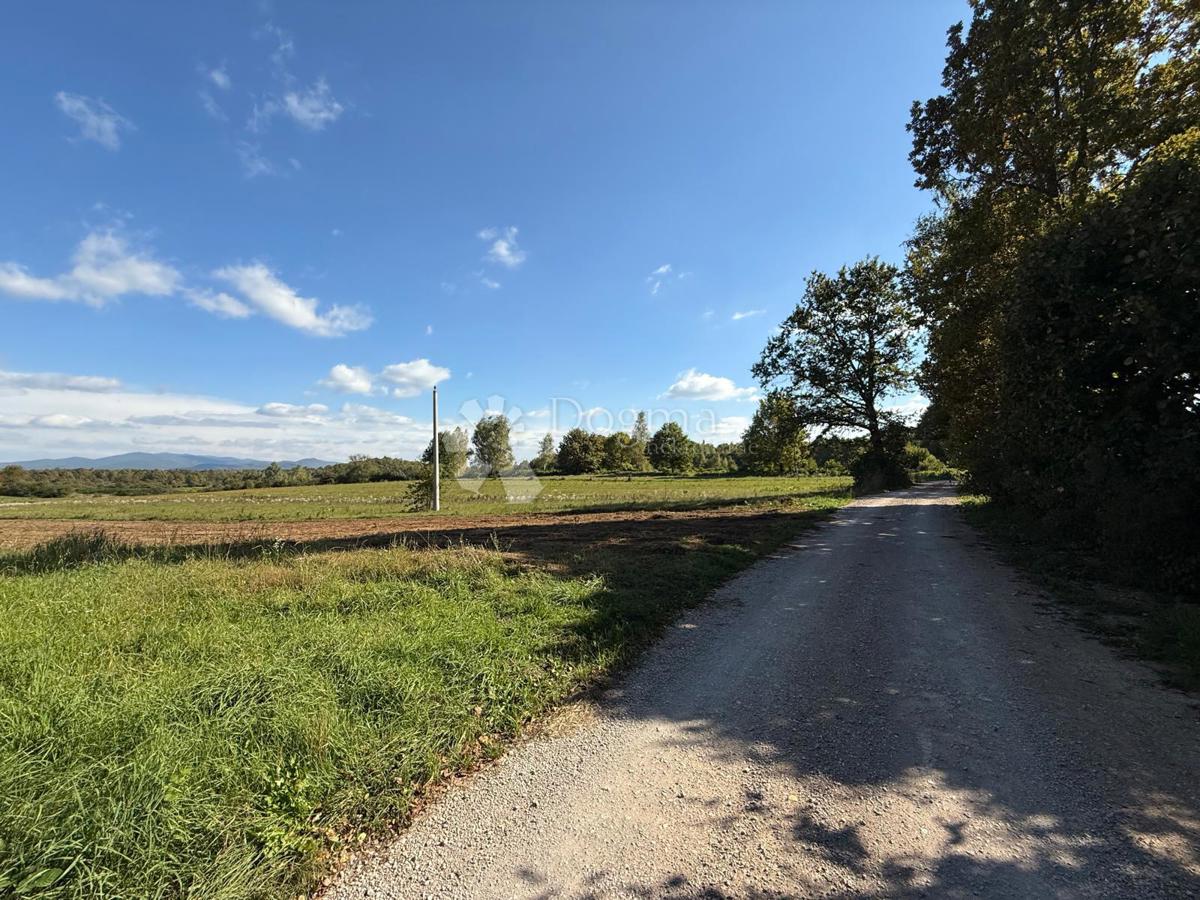 VELIKI ŽITNIK