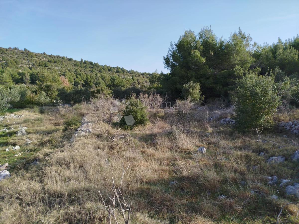 GUSTIRNA