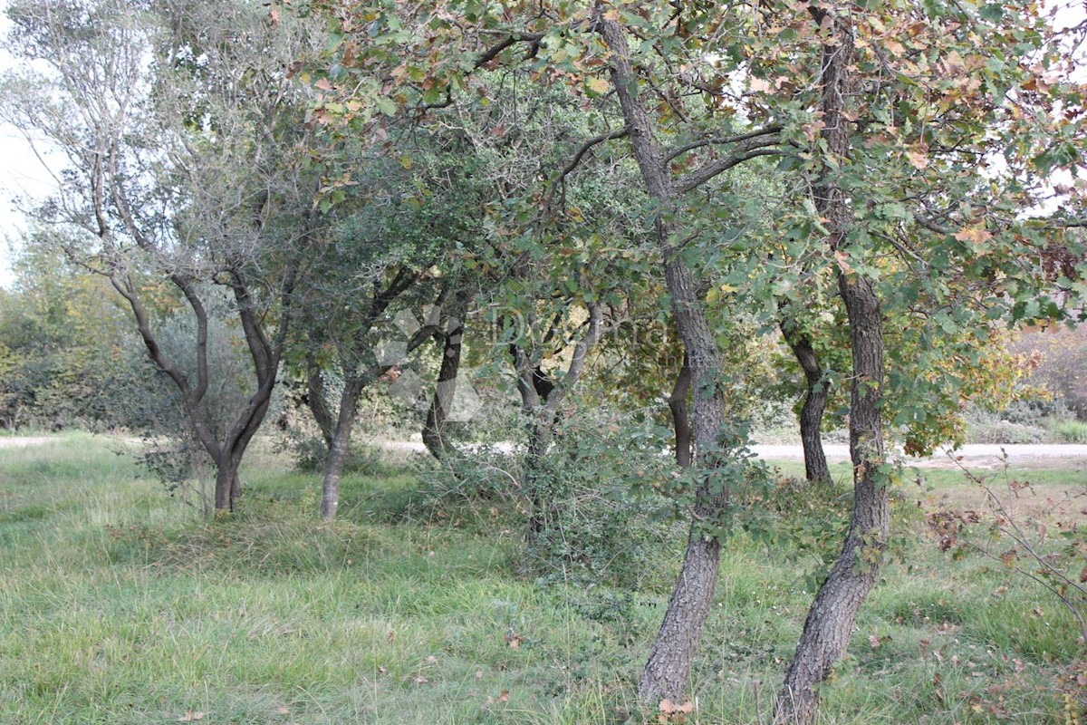 VODNJAN