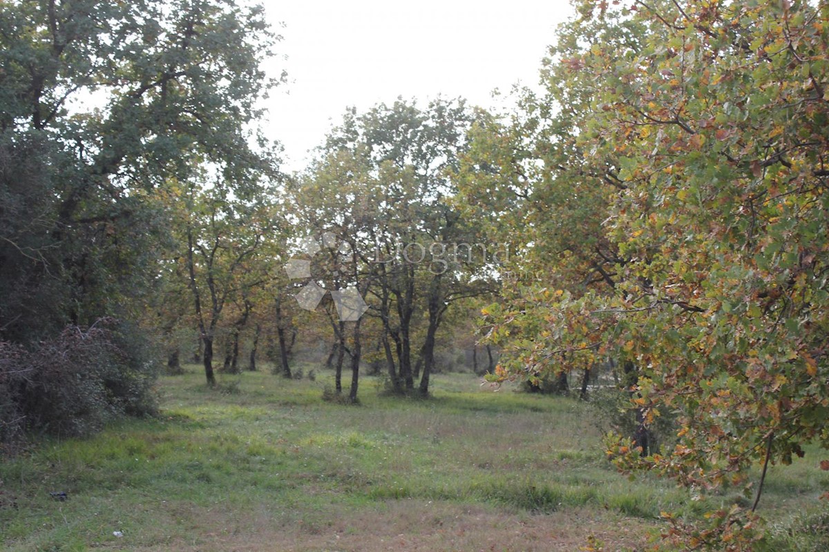 VODNJAN