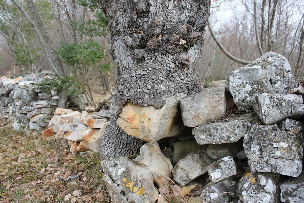 VODNJAN