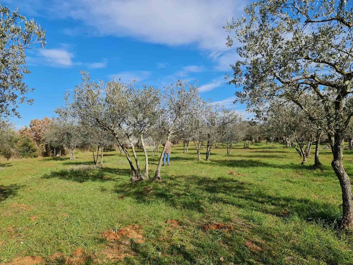 FAŽANA