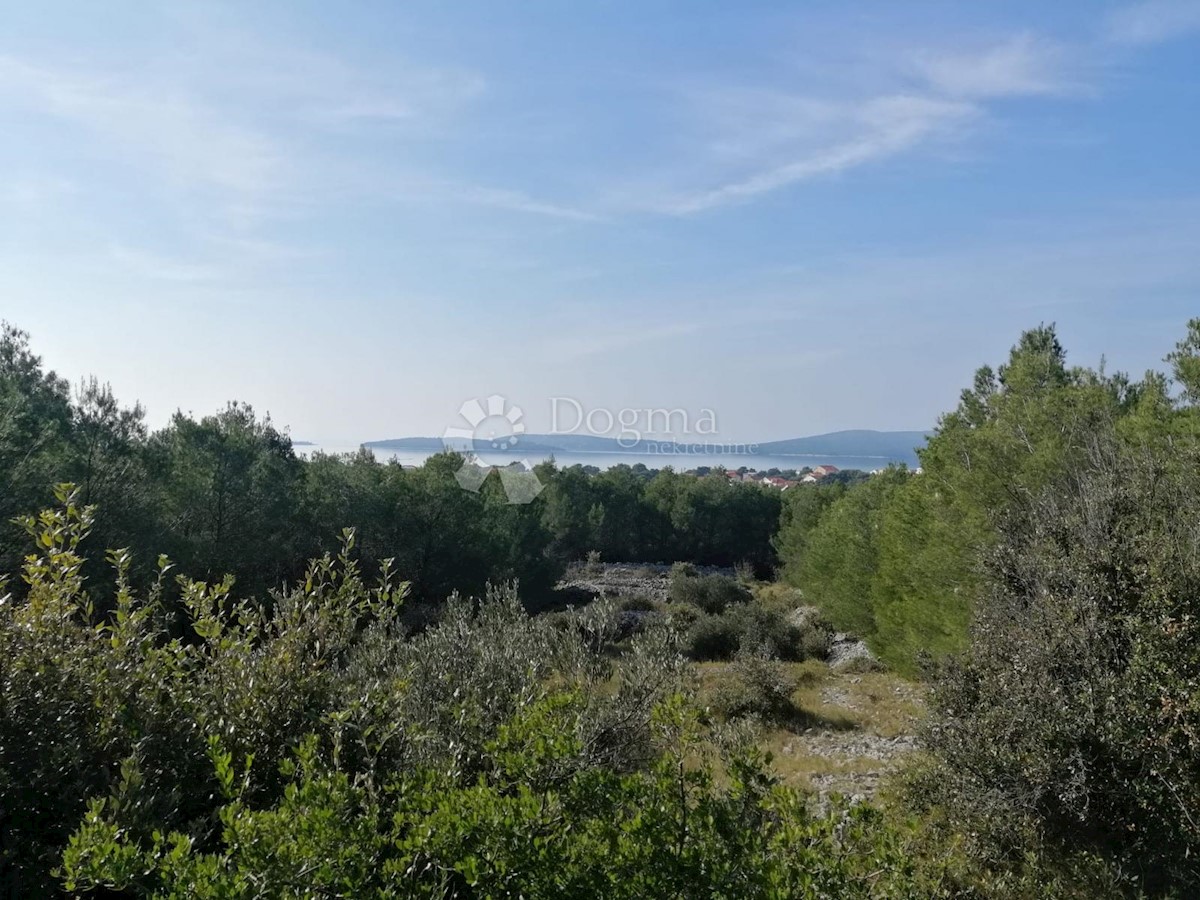 BRODARICA