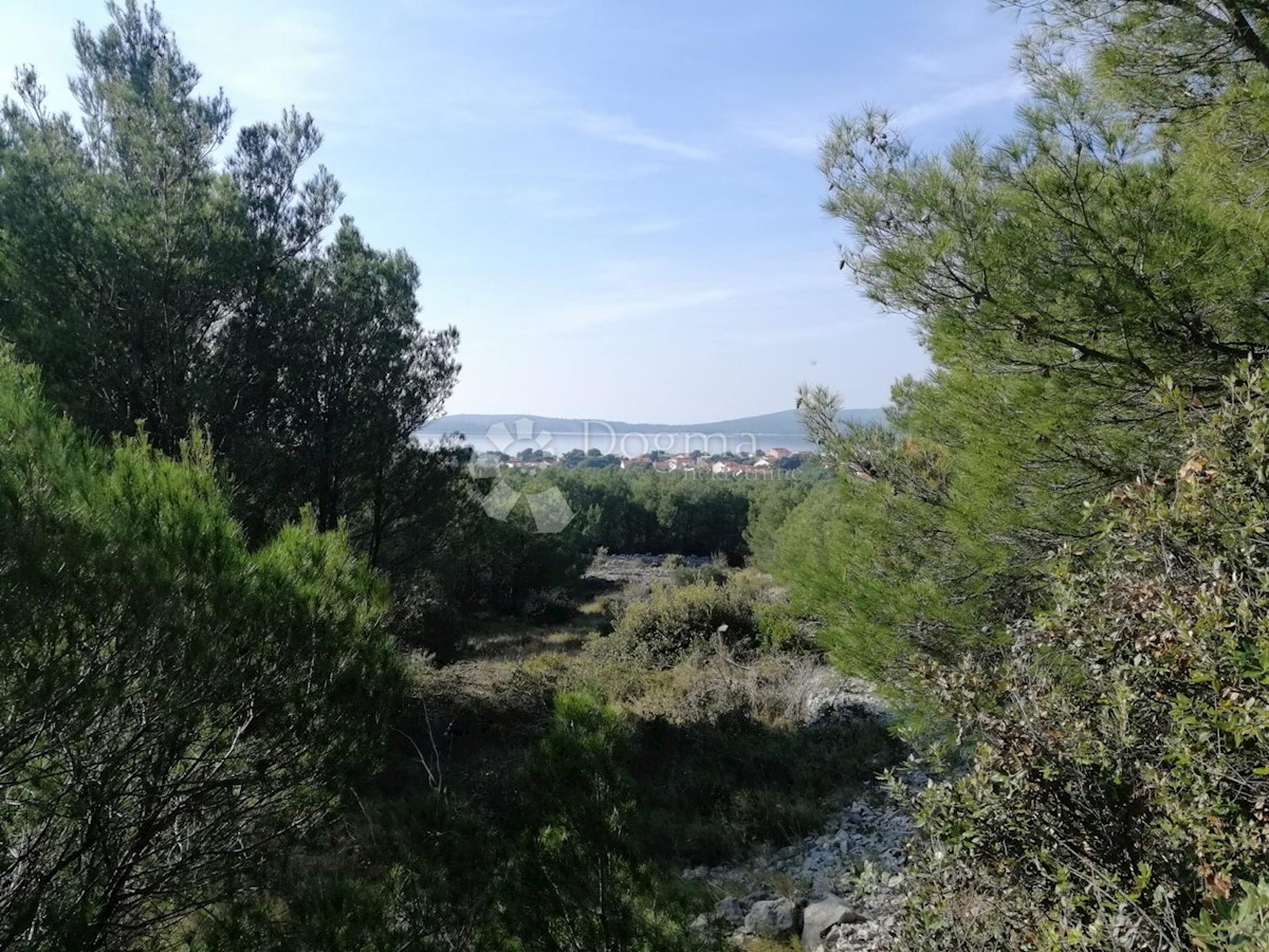 BRODARICA