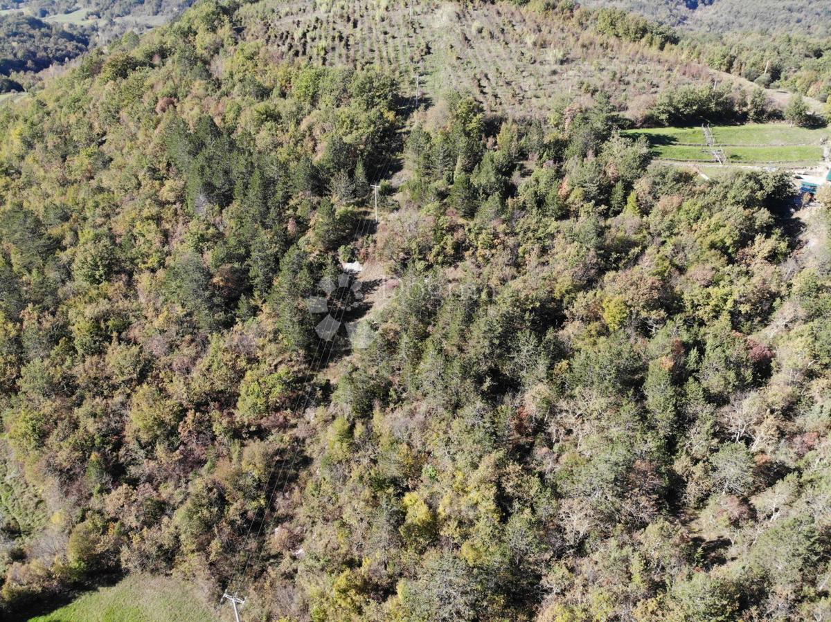 BUZET