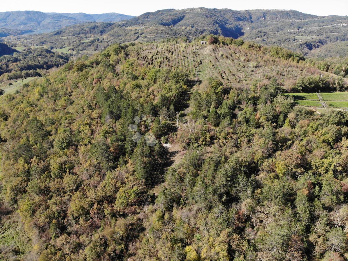 BUZET