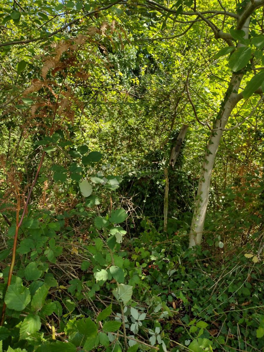 TREPČA