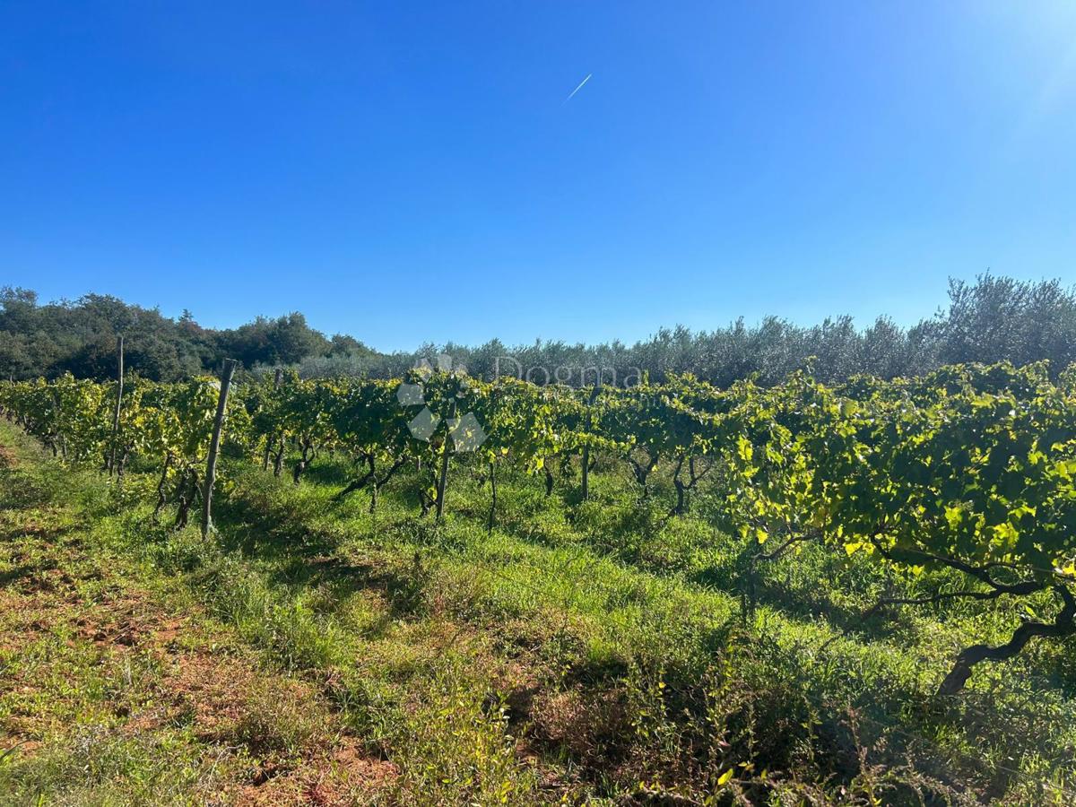 Terreno VODNJAN, 55.000 €