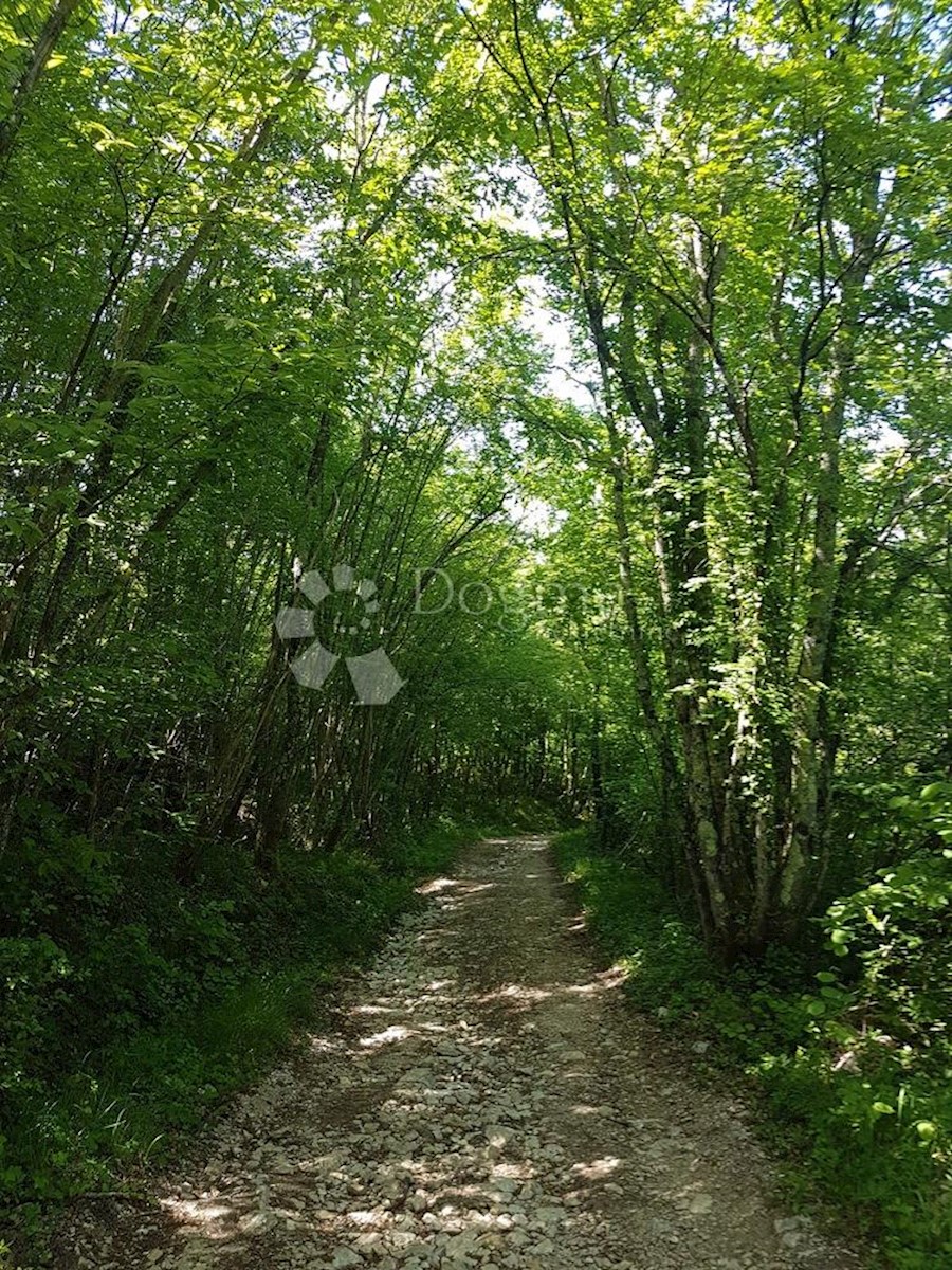 PIĆAN