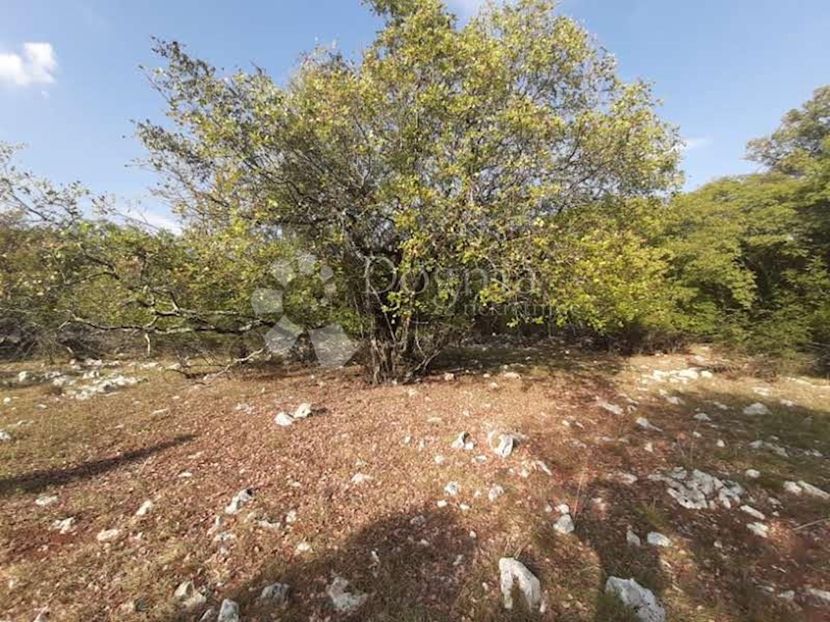 VRBNIK