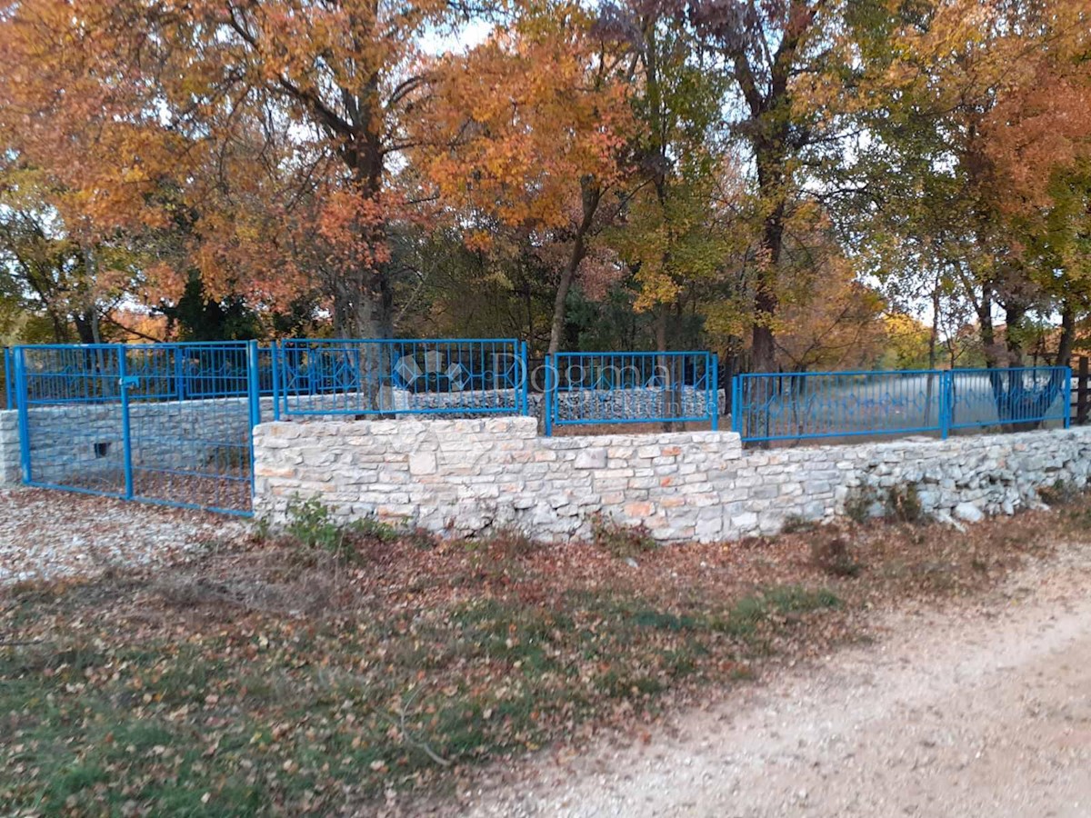 ŠAJINI