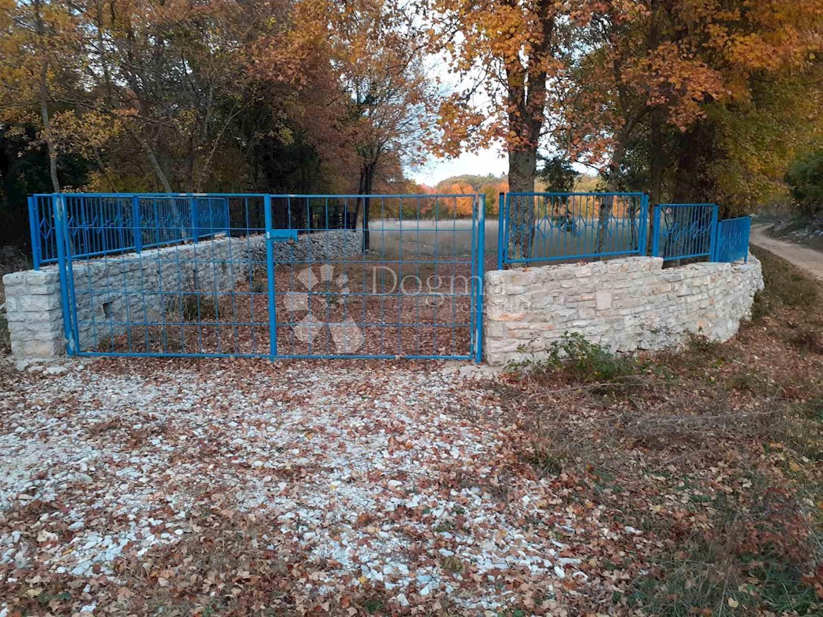 ŠAJINI