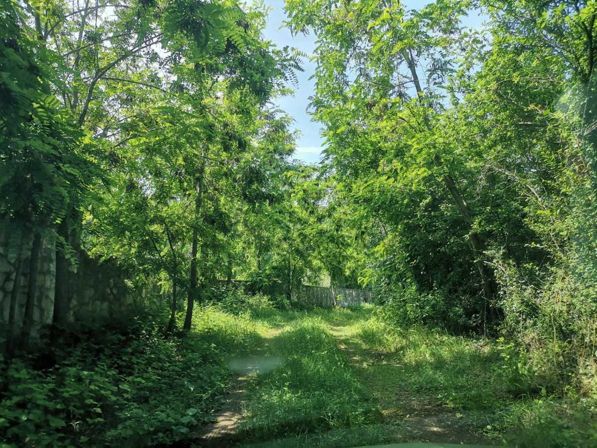 VIŠNJAN