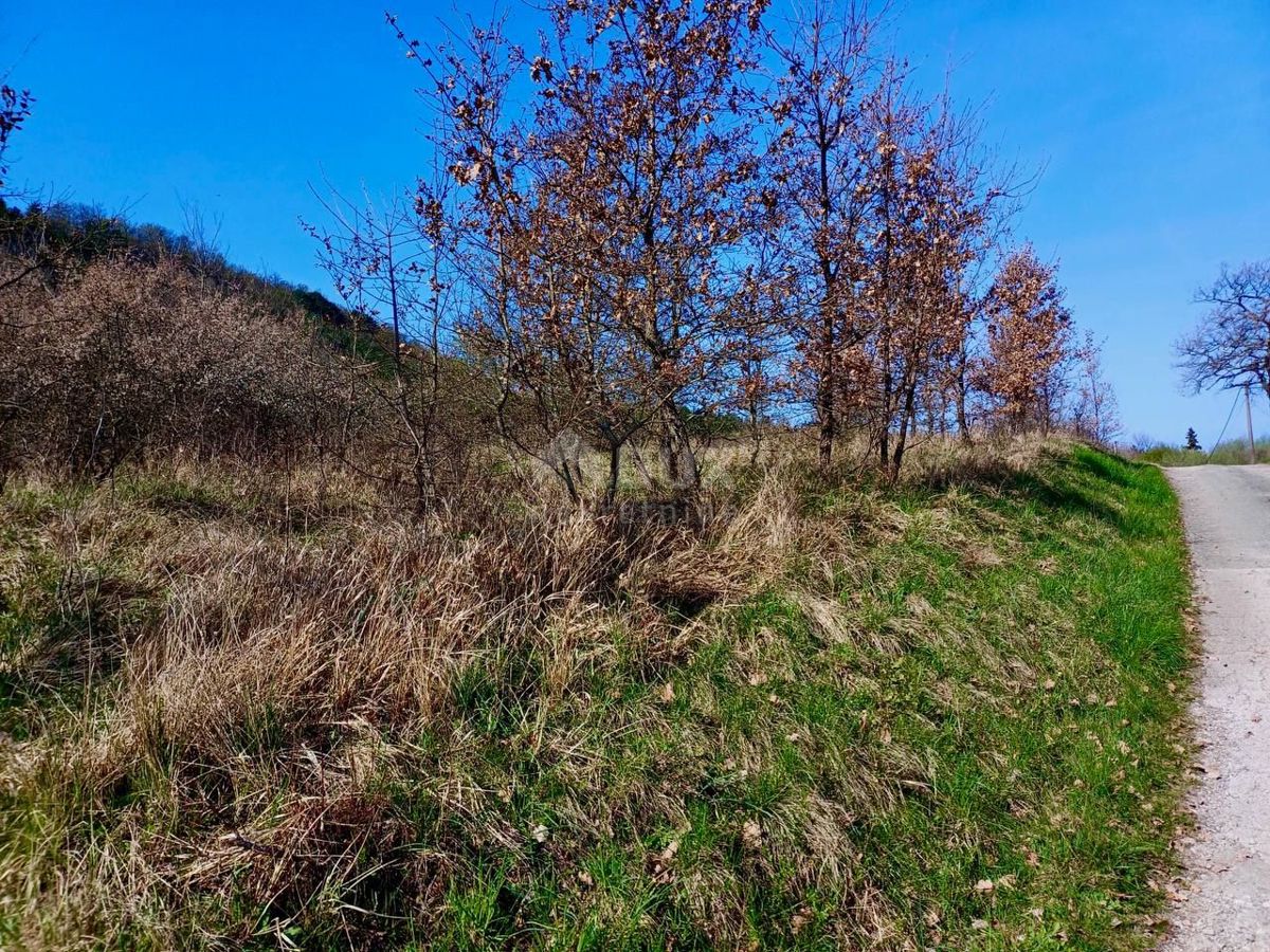 BUZET