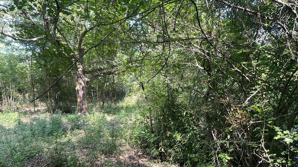 PIĆAN