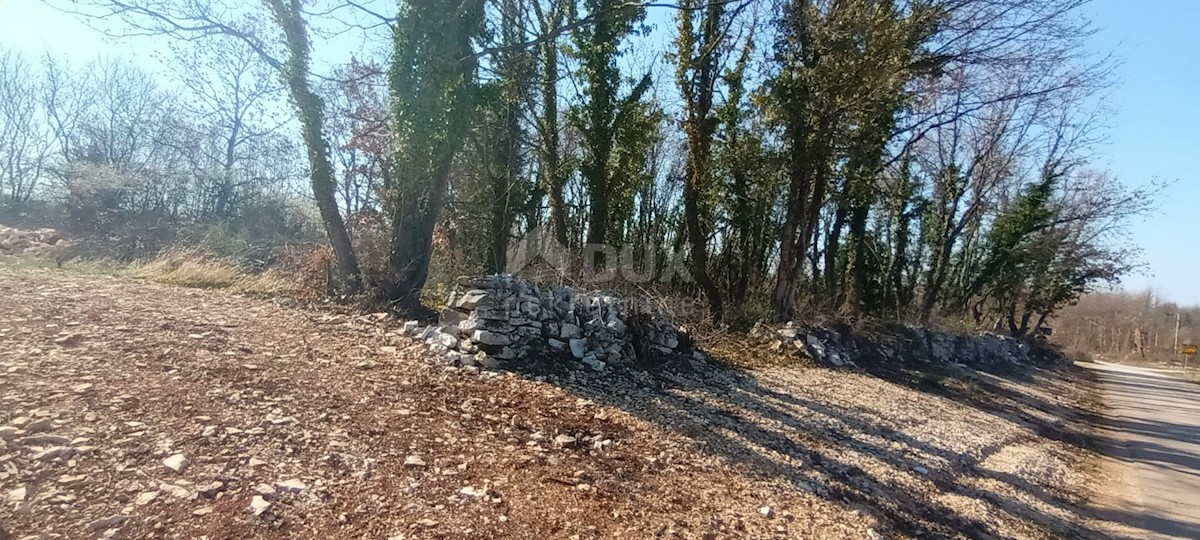 KRINGA