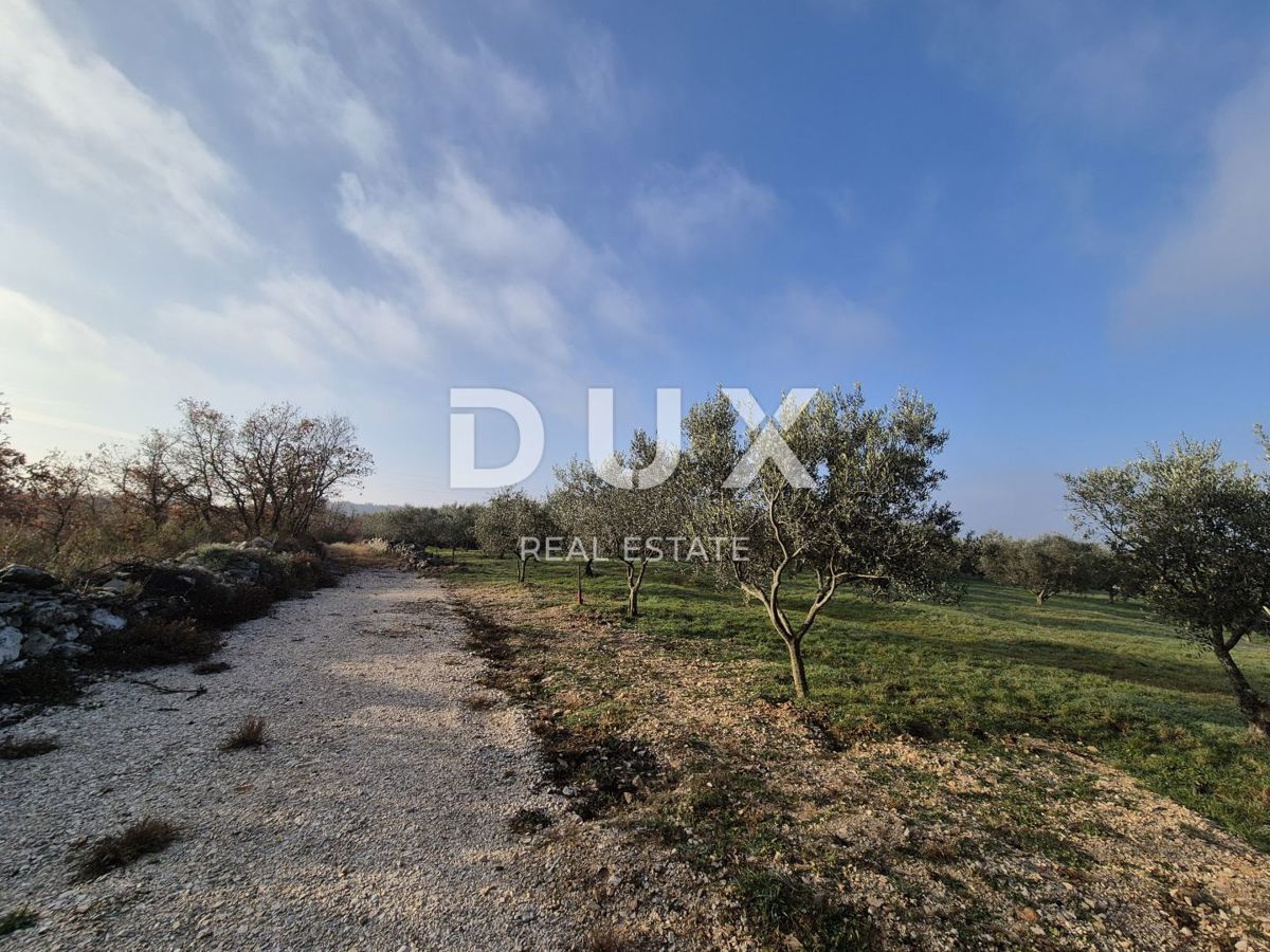 BUJE