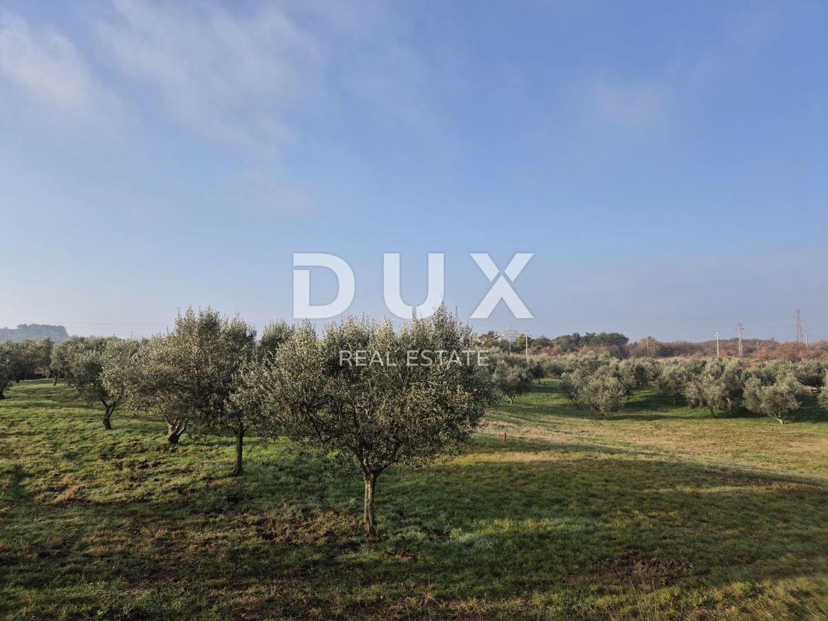 BUJE