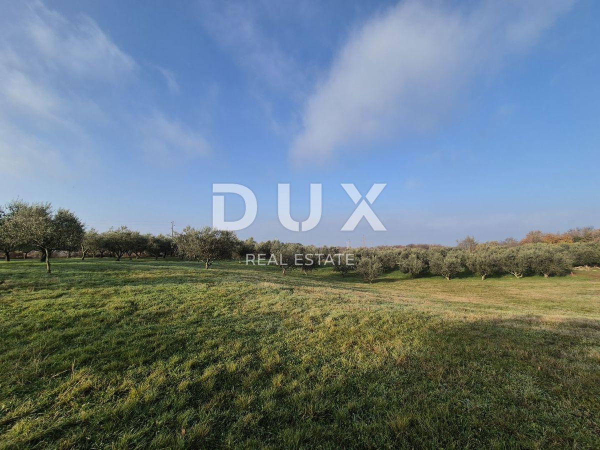 BUJE