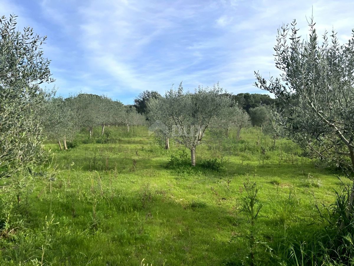 PUNTA KRIŽA