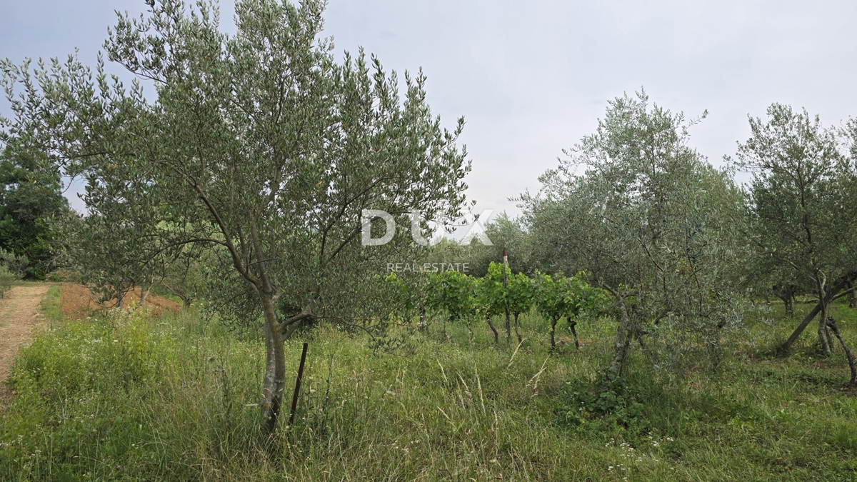 image 31